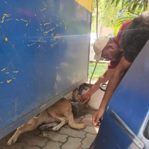 Rabies vaccination-311