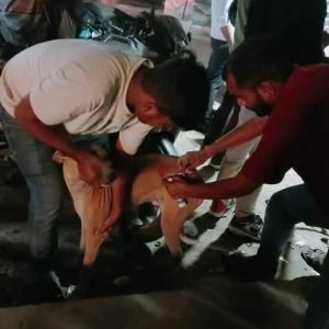 Rabies vaccination-457