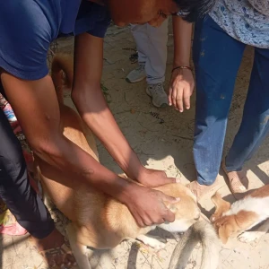 Rabies vaccination-370