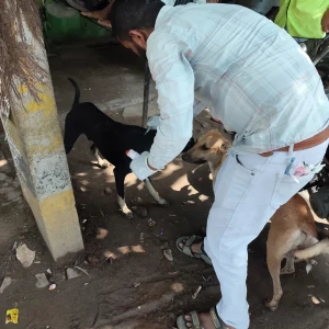Rabies vaccination-604