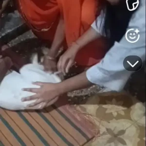 Rabies vaccination-568