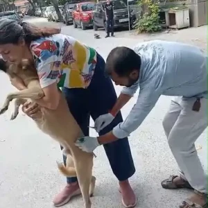 Rabies vaccination-653