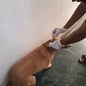 Rabies vaccination-656