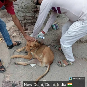 Rabies vaccination-412