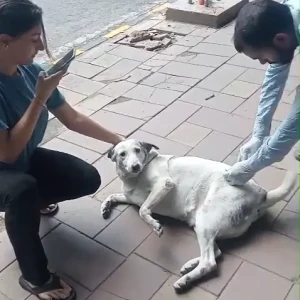 Rabies vaccination-623