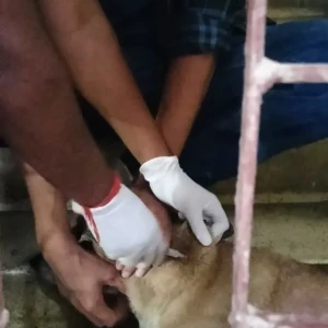 Rabies vaccination-655