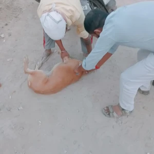 Rabies vaccination-497