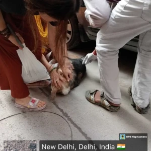 Rabies vaccination-407