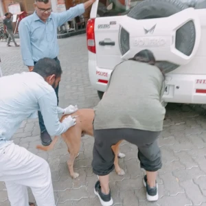 Rabies vaccination-515