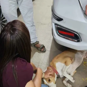 Rabies vaccination-309