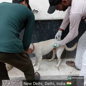 Rabies vaccination-417