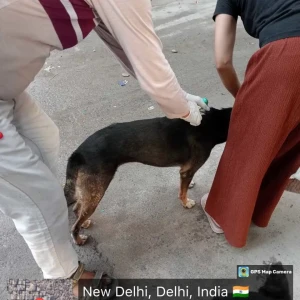 Rabies vaccination-397