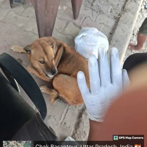 Rabies vaccination-390