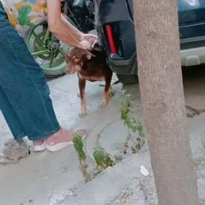 Rabies vaccination-499