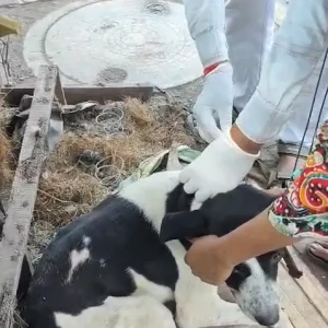 Rabies vaccination-617