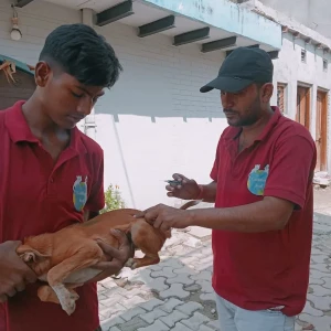 Rabies vaccination-380