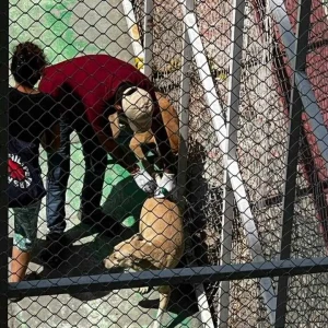 Rabies vaccination-440