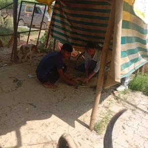 Rabies vaccination-368