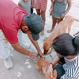 Rabies vaccination-378