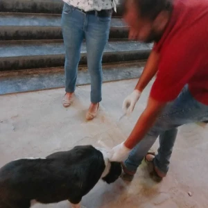 Rabies vaccination-465