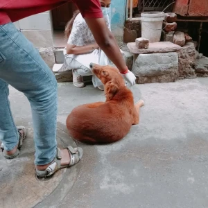 Rabies vaccination-598