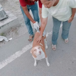 Rabies vaccination-444